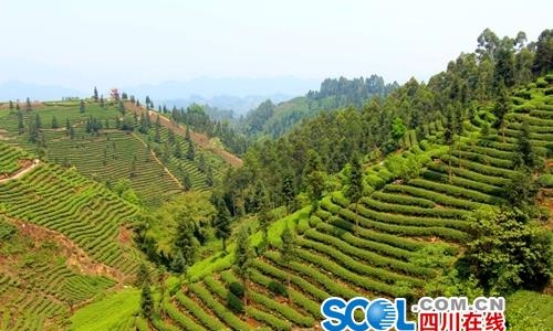 茶园变景区茶旅融合助推茶产业转型升级
